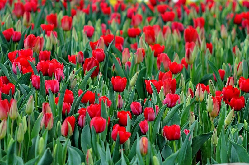 vườn hoa tulip vinpearl 1