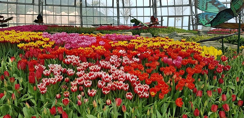 vườn hoa tulip vinpearl 2
